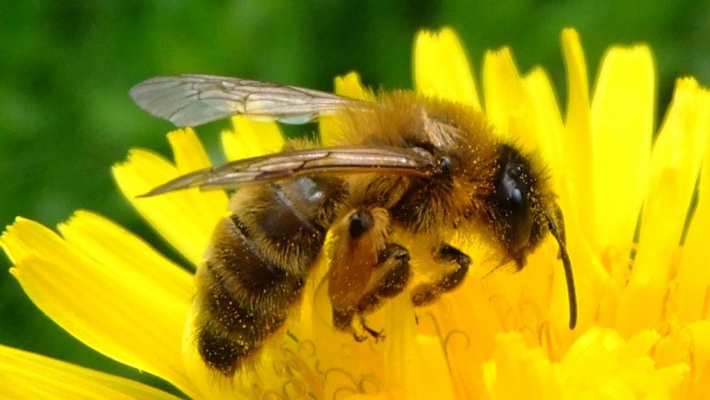 Bees, key influencers of plant longevity and production, face endangerment due to a variety of environmental and human factors.