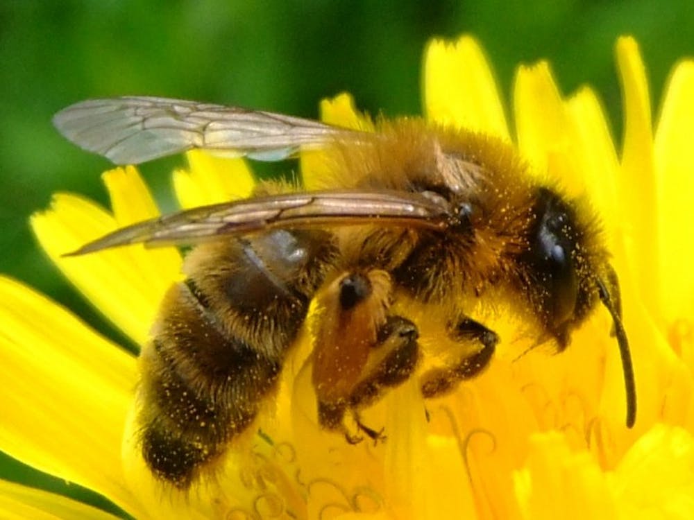 Bees, key influencers of plant longevity and production, face endangerment due to a variety of environmental and human factors.