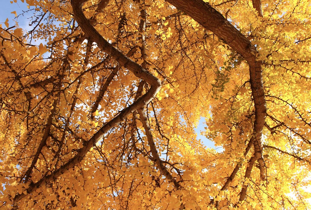 ginkgo6-katiehall-111925