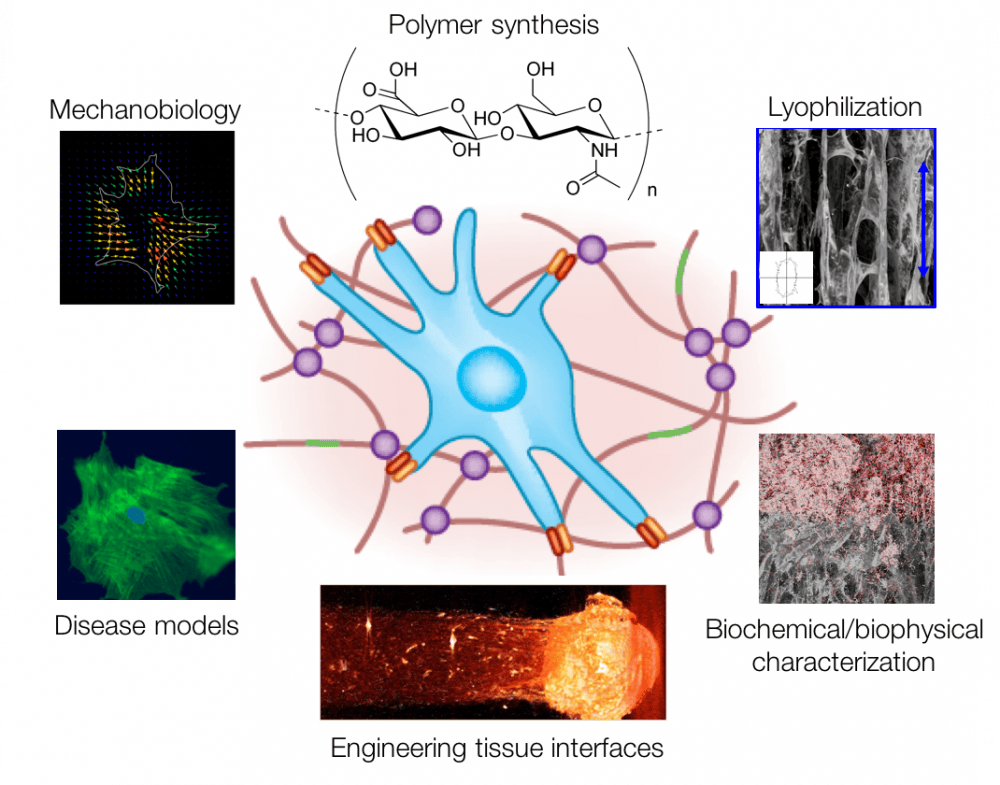 Caliari's&nbsp;work with 3D cell cultures has a wide-range of applications, from biochemistry&nbsp;to health.