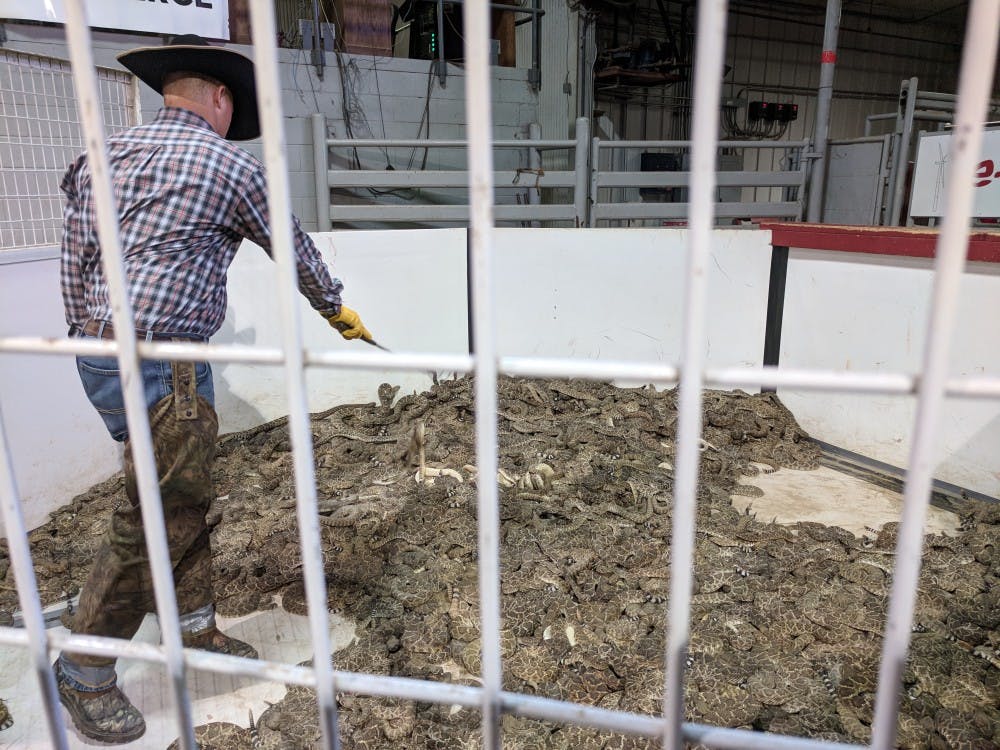 At the Rattlesnake Roundup festival in Sweetwater, Texas that encourages participants to catch snakes, over 4,000 pounds of rattlesnake had been caught by noon on the first day of this year’s festivities.