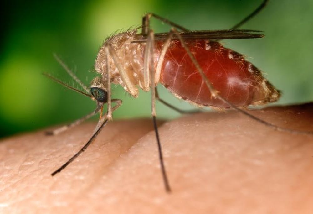 <p>The Culex mosquito (pictured) is one species of mosquito in Charlottesville that could potentially carry and transmit West Nile Virus.</p>