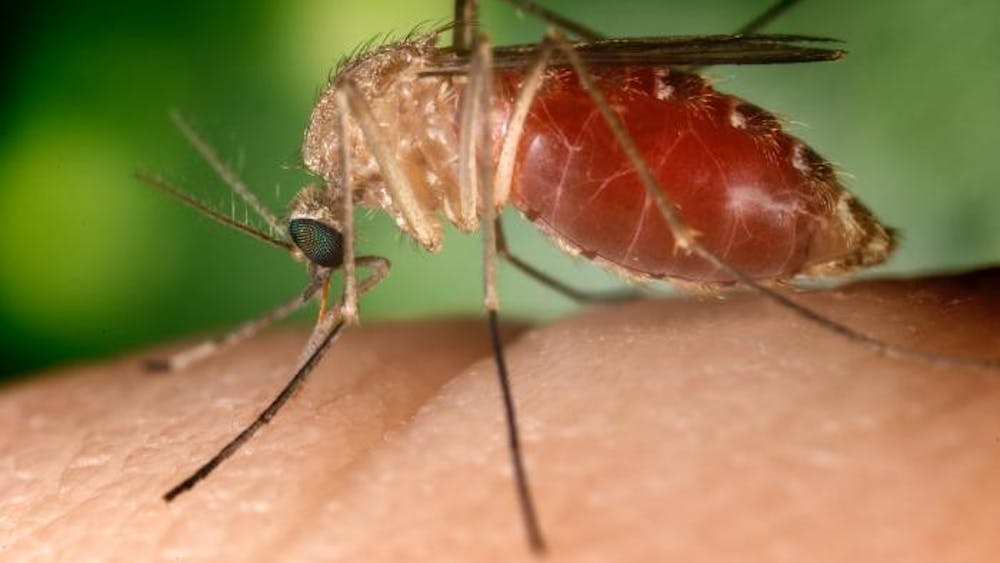 The Culex mosquito (pictured) is one species of mosquito in Charlottesville that could potentially carry and transmit West Nile Virus.