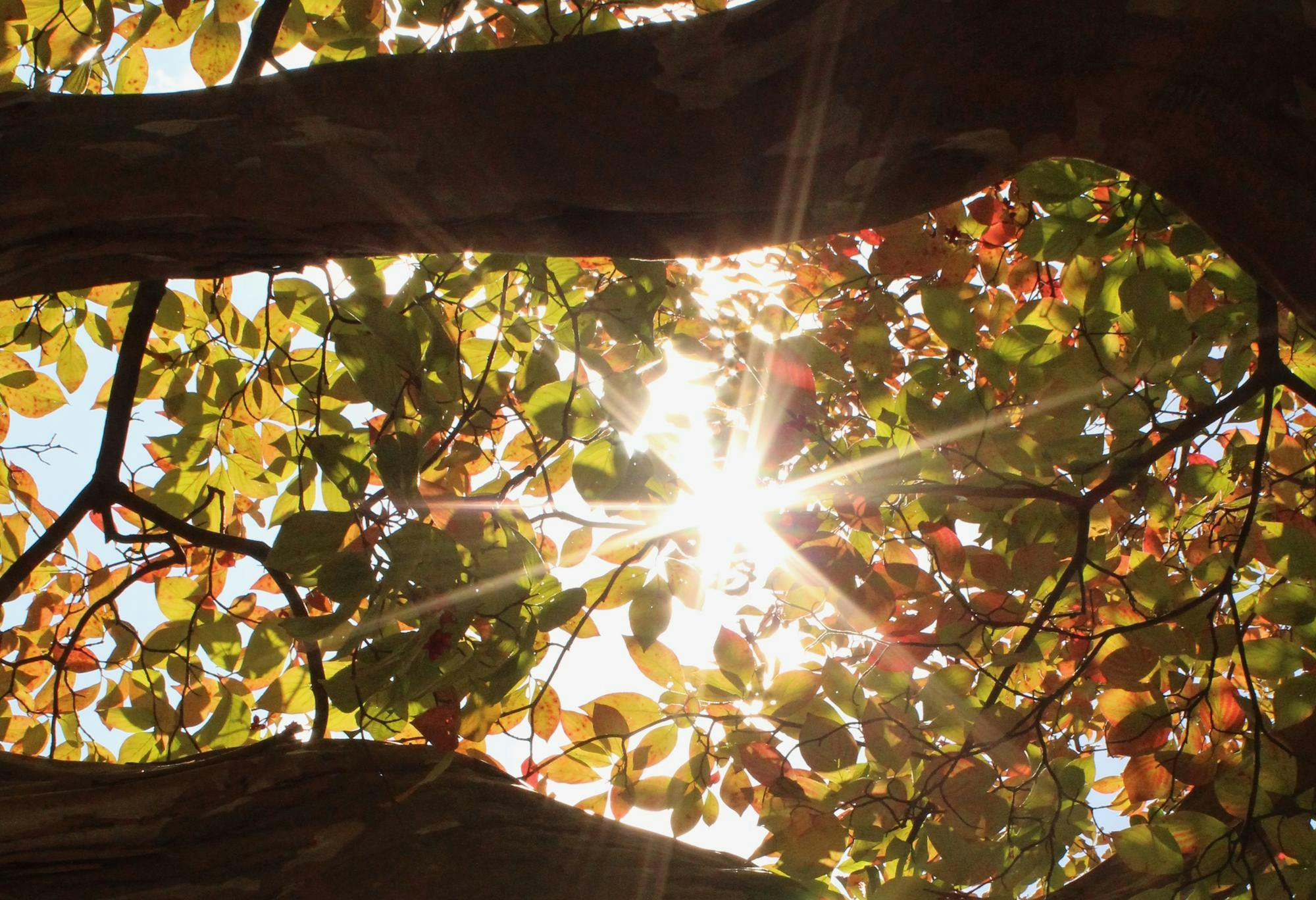 Trees photographed on Grounds Oct. 18, 2025