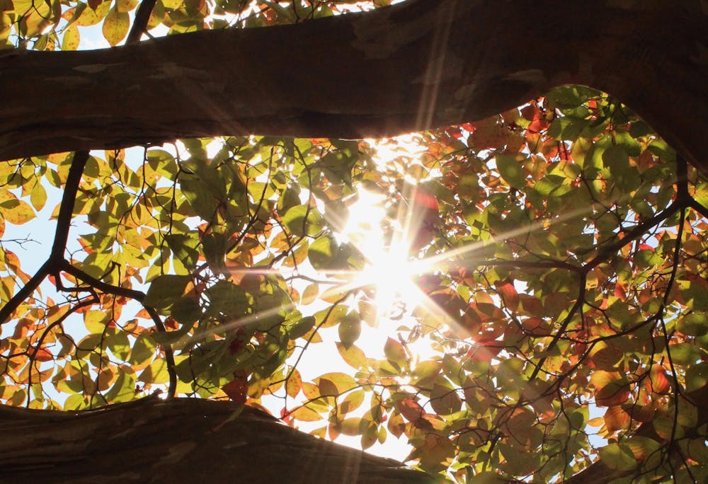 Trees photographed on Grounds Oct. 18, 2025