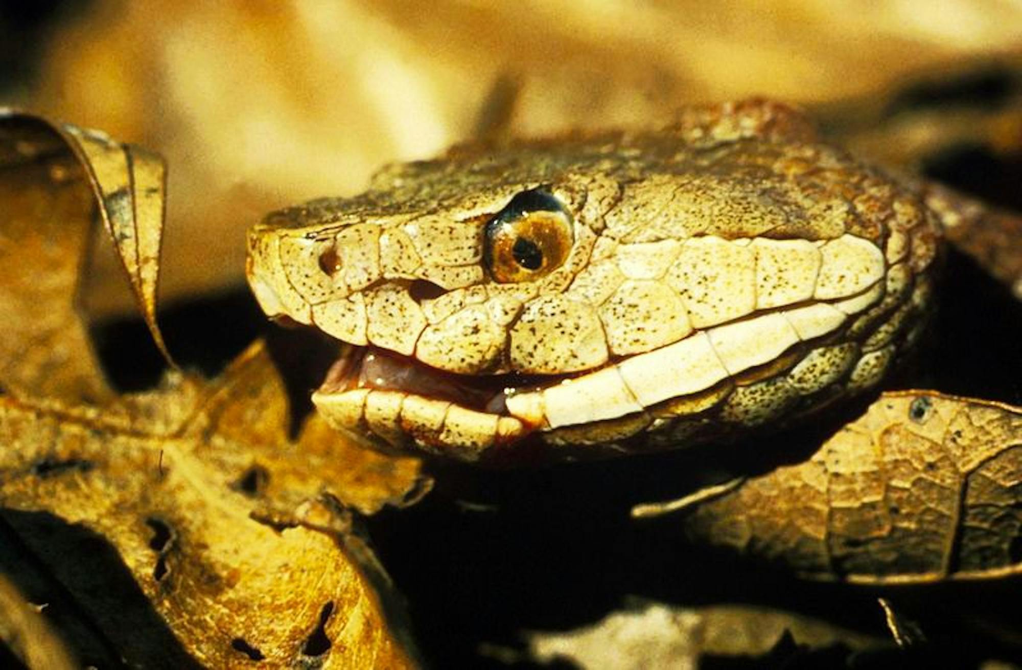 nscopperhead_snakewikimedia
