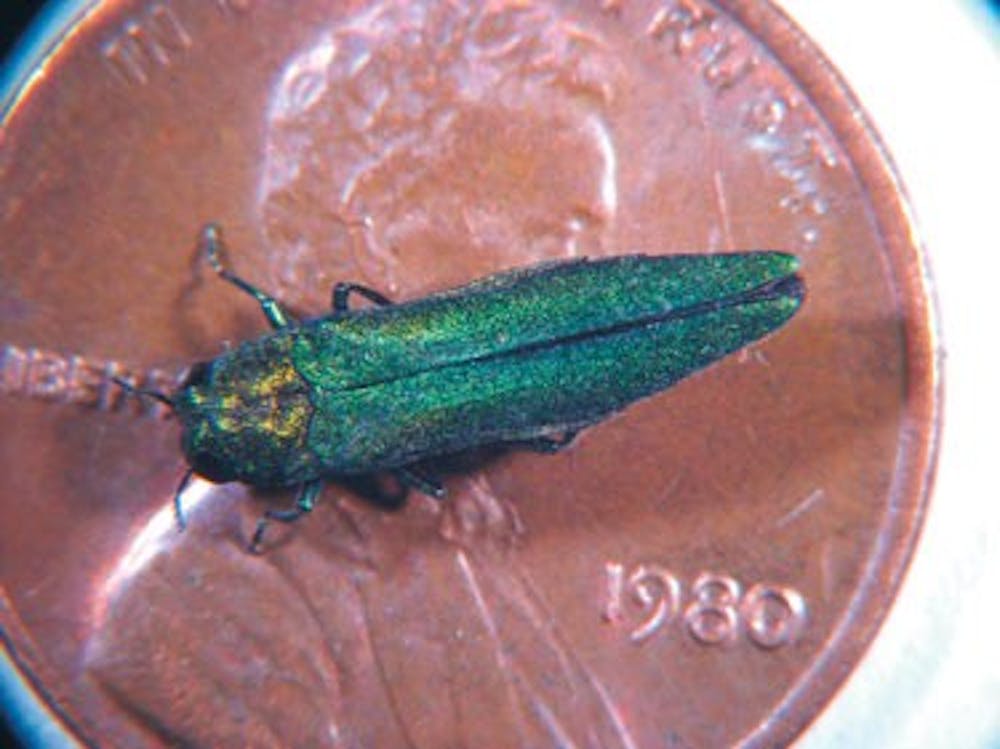 <p>Since 2002, the beetle species has killed millions of ash trees in North America and cost cities and businesses hundreds of millions of dollars.</p>