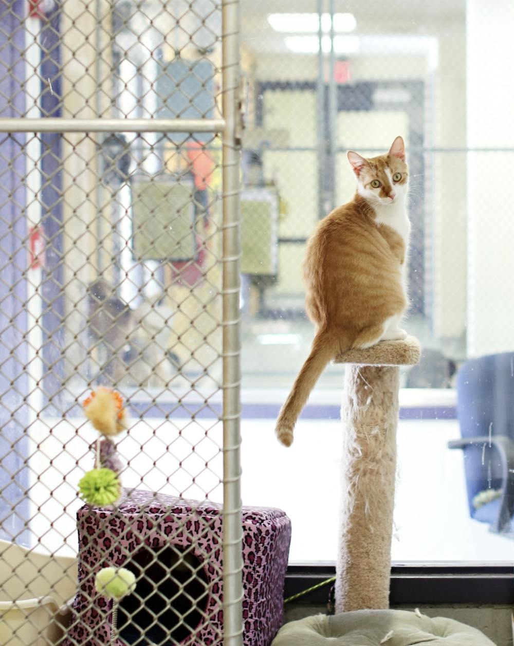 <p>The Charlottesville-Albemarle SPCA was founded in 1914 as a nonprofit dedicated to advancing the humane treatment of animals.</p>