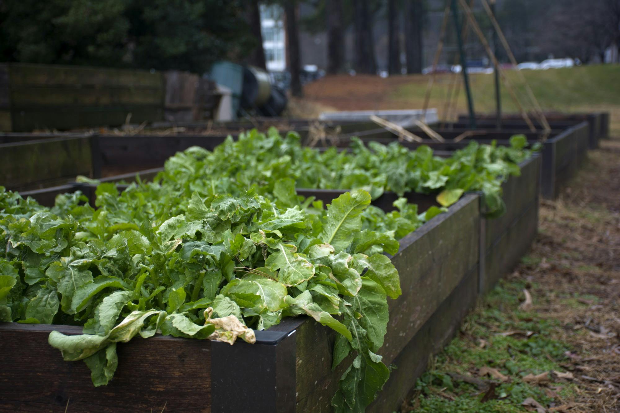 Bingham spoke to how volunteering to weed and grow food in community gardens can promote food justice for underserved communities in the Charlottesville area.