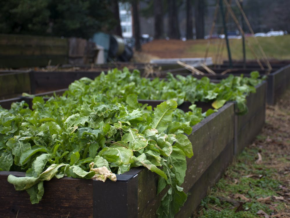 Bingham spoke to how volunteering to weed and grow food in community gardens can promote food justice for underserved communities in the Charlottesville area.