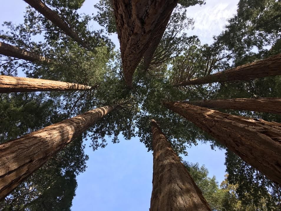 I spent last week in the shadows of Sequoia trees.