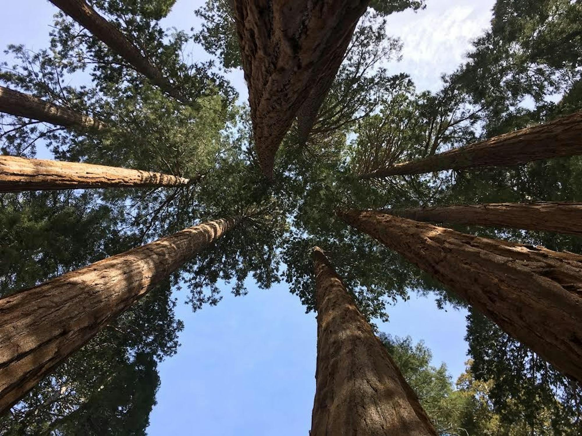 trees-benjamin-hitchcock