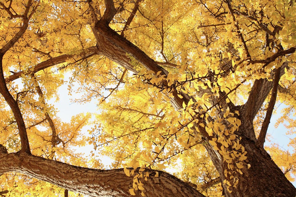 ginkgo4-katiehall-111925