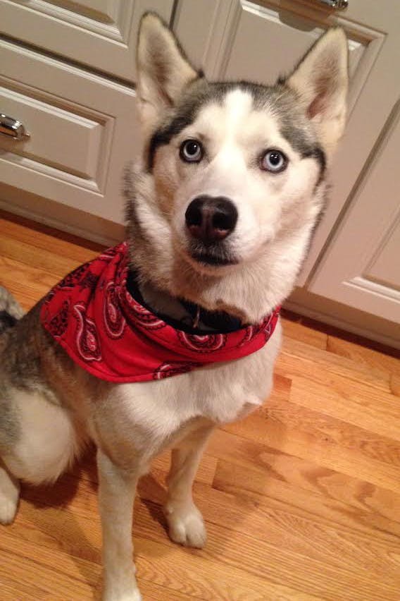 Third-year College student Nicky&nbsp;Dimitry finds that&nbsp;her ESA, Arya, helps her in coping&nbsp;with depressive thoughts and anxiety.