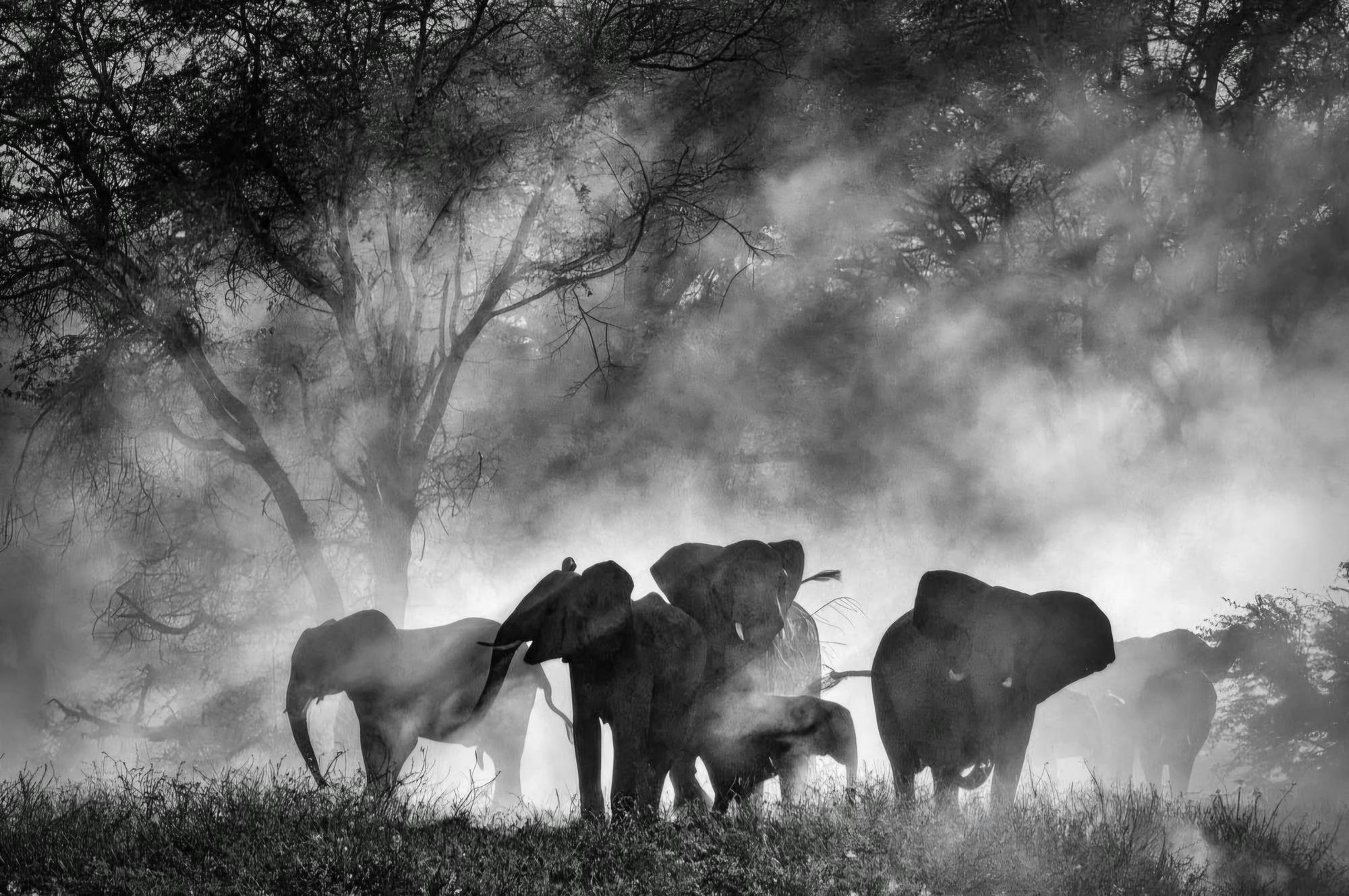 “Ghost Elephants” is a sophisticated, moving exploration of the beauty and mystery of elephant wilderness, indigenous societies and man’s intrinsic thirst for adventure.