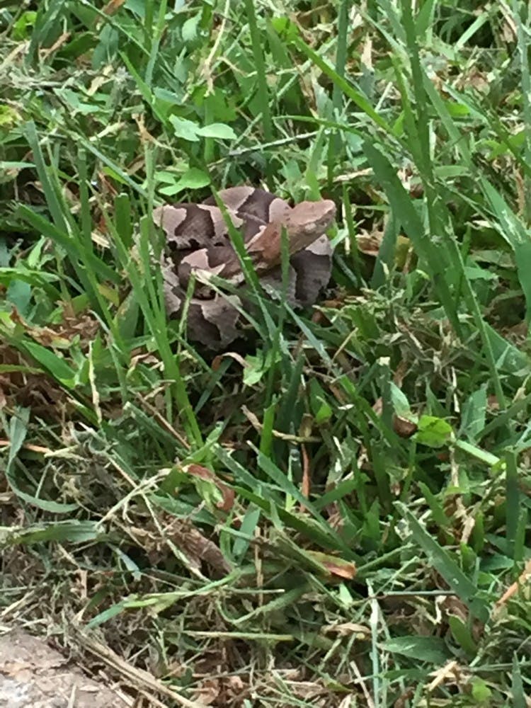The above photograph was distributed to SEAS students Wednesday to warn of a copperhead snake sighting.