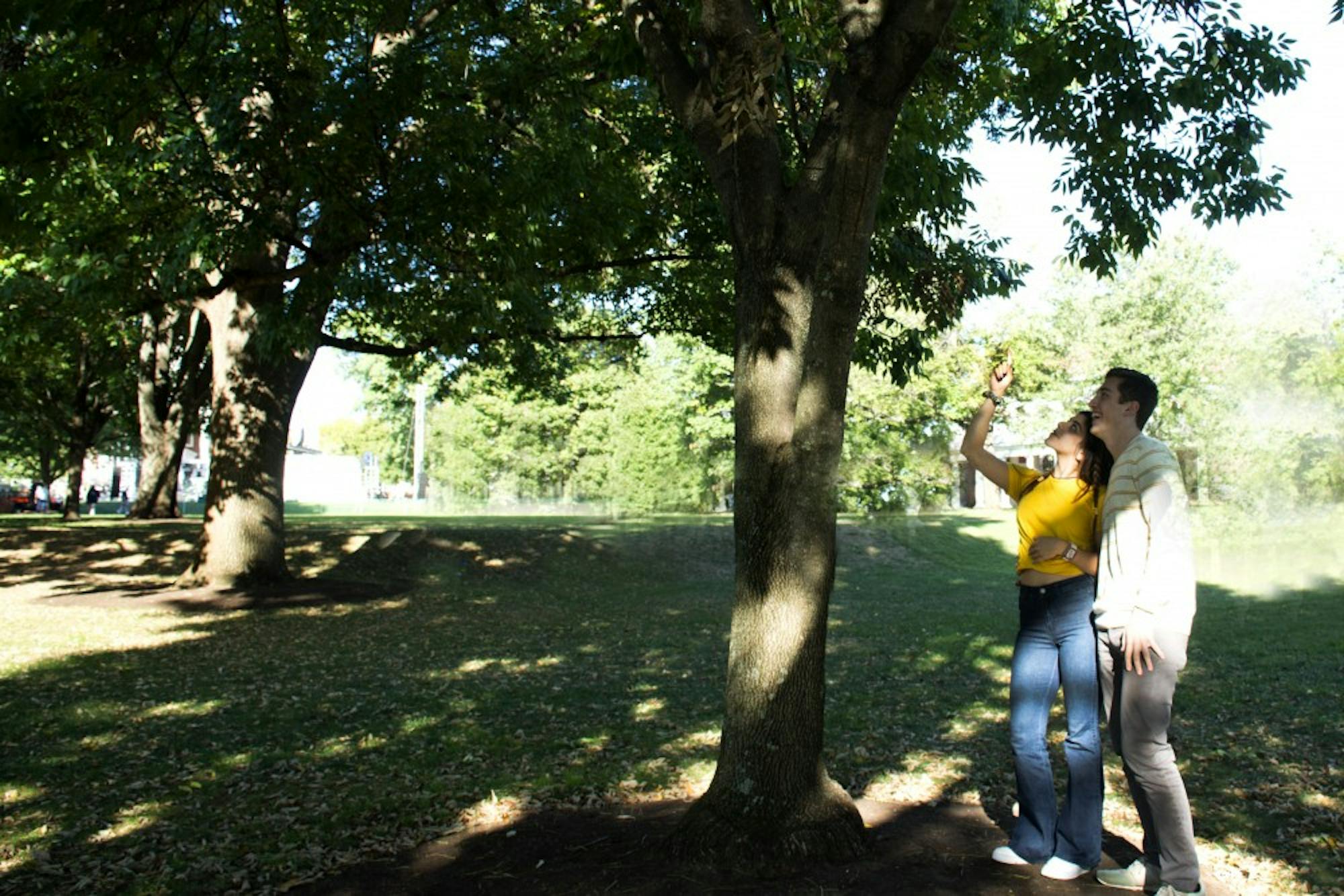 hs-treeinspection-dalharthi