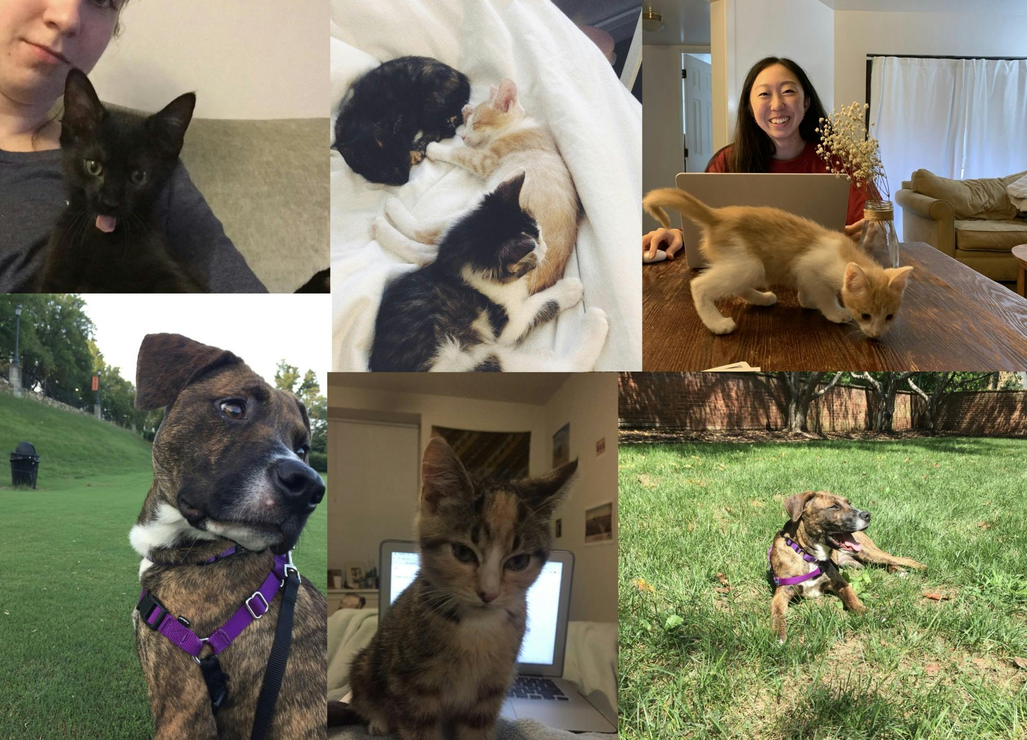 Due to decreased socialization, some University students have decided to provide temporary homes for furry friends this semester.
