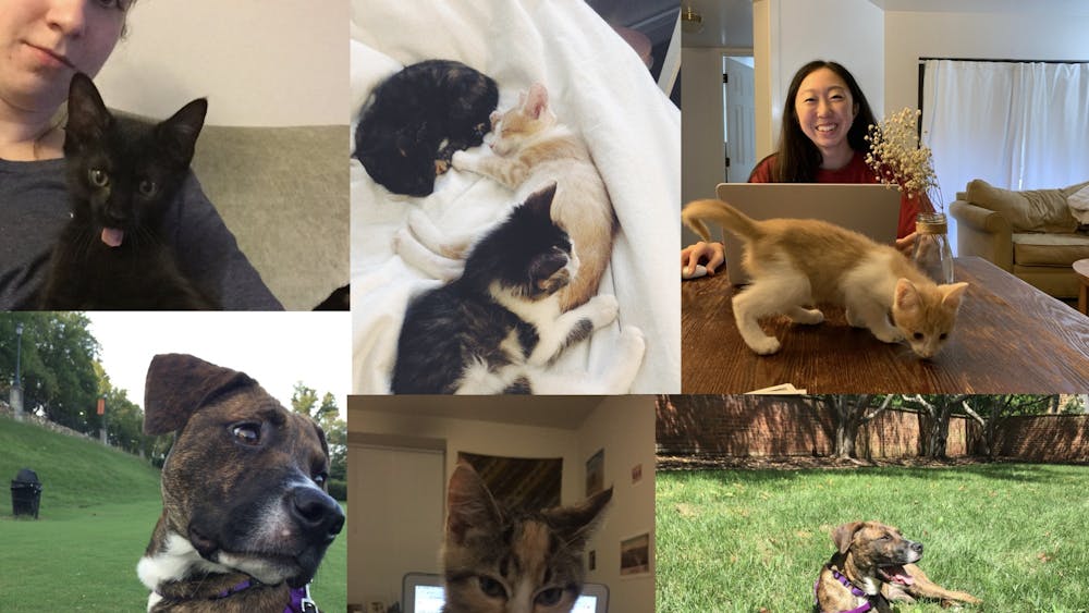 Due to decreased socialization, some University students have decided to provide temporary homes for furry friends this semester.