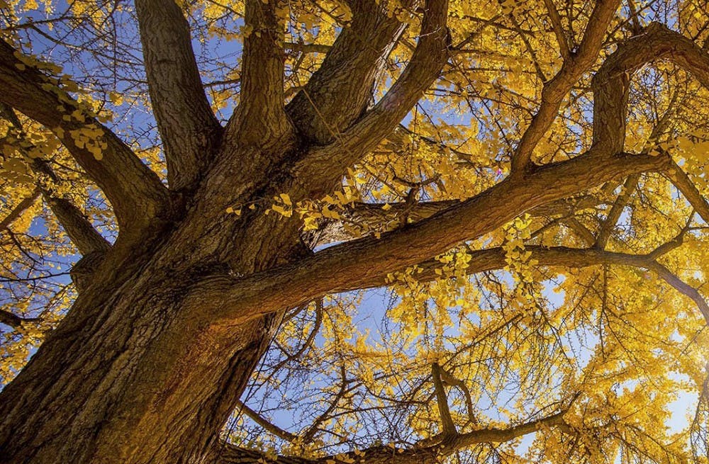Murray said the tradition of associating particular trees with special persons goes back to the foundation of the University, with the oldest association being James Monroe and the Monroe Walnut.