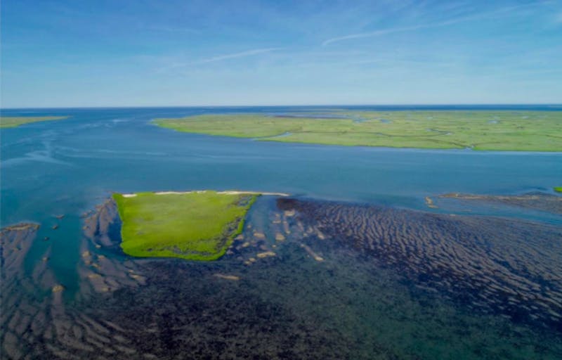 U.Va. researchers successfully restore marine seagrass meadows off Virginia's eastern shore - University of Virginia The Cavalier Daily