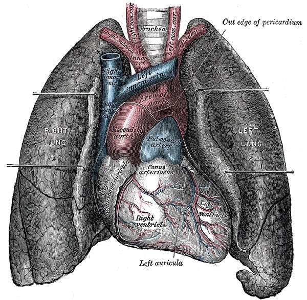Currently, only lungs from patients who die of brain disease are considered viable for transplantation. New research from the University Department of Surgery could allow lungs previously thought unviable to be transplanted.