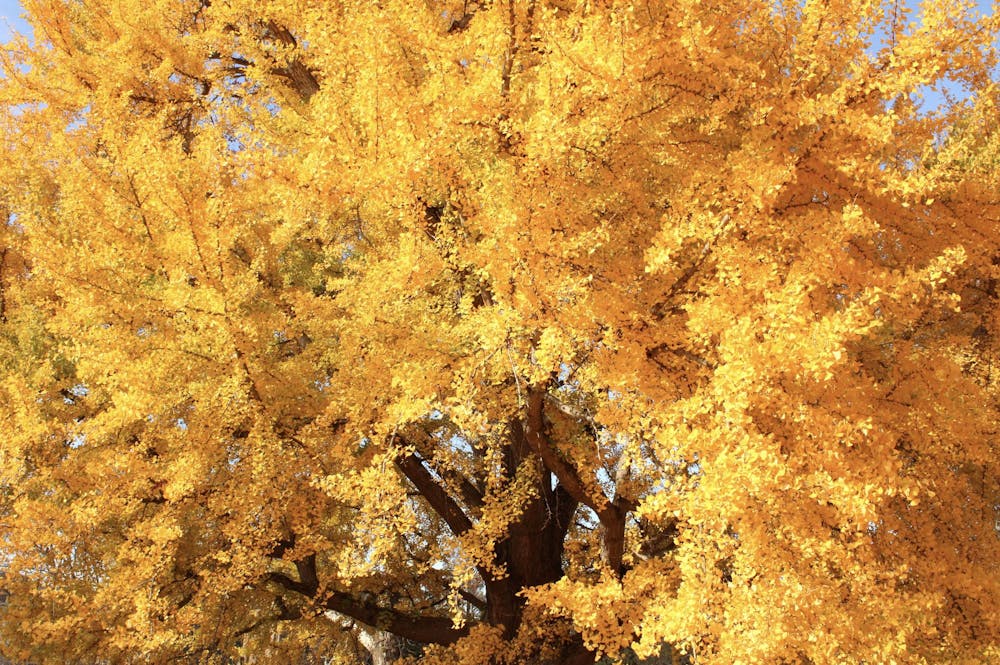 ginkgo7-katiehall-111925