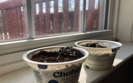 My goal is to grow fruits and vegetables in order to introduce sustainable eating practices in my very own home.