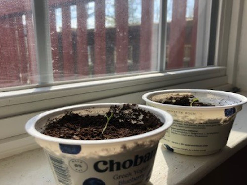 My goal is to grow fruits and vegetables in order to introduce sustainable eating practices in my very own home.