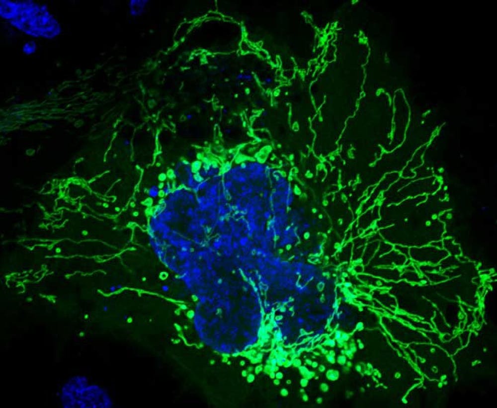 <p>The Kashatus Lab studies how processes in the mitochondria affect tumor growth and how harmful ones can be slowed or stopped.</p>