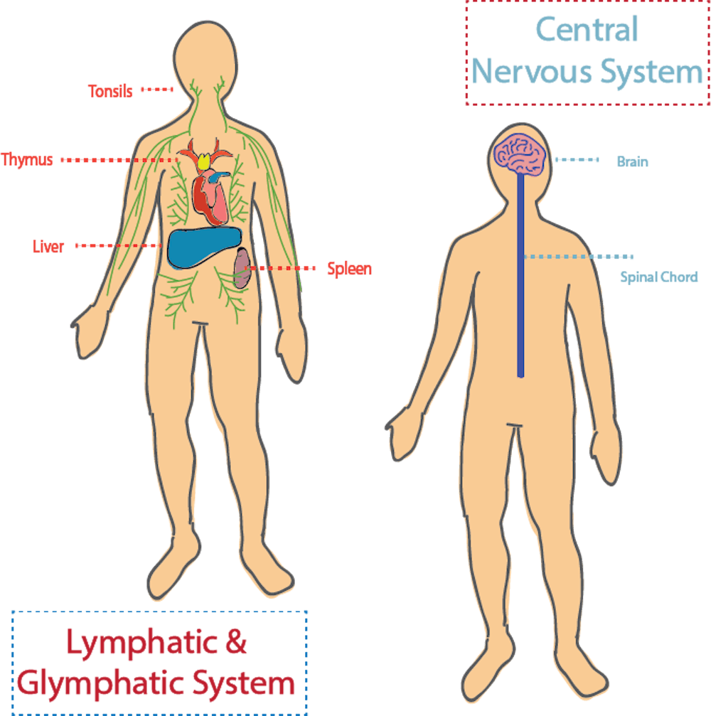 Kipnis lab discovered the connection between the central nervous system and other systems within the body to treat neurodegenerative disease.&nbsp;