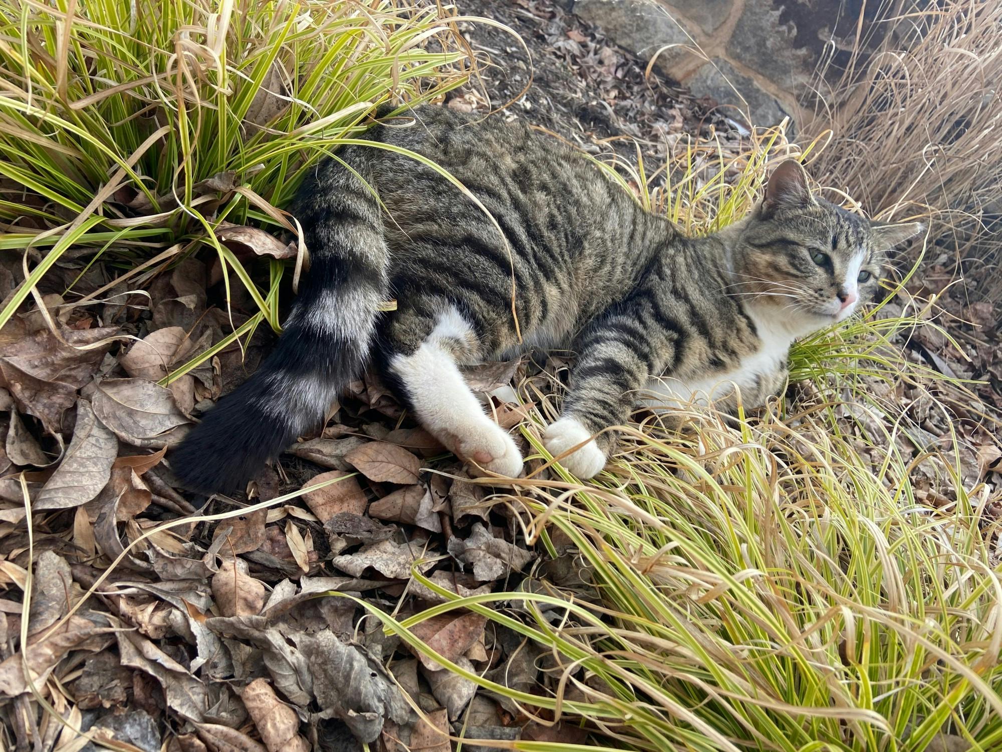 This new cat is becoming a first-year favorite.