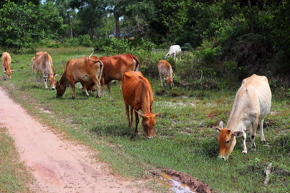 Meat and dairy have the same effect on global climate change as all the world’s trains, cars and airplanes.