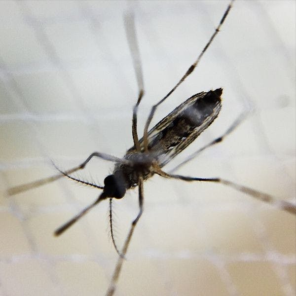 Zika virus is carried by Aedes mosquitos, but people who contract it can also transmit it sexually.