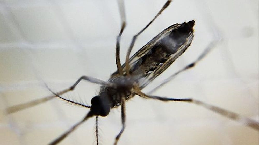 Zika virus is carried by Aedes mosquitos, but people who contract it can also transmit it sexually.
