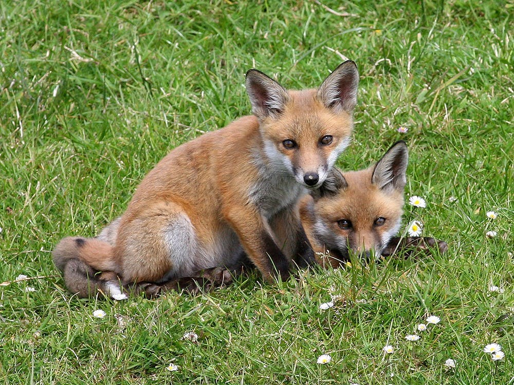 <p>Foxes are one of several high-risk species, among raccoons, skunks and bats, Napper said.</p>