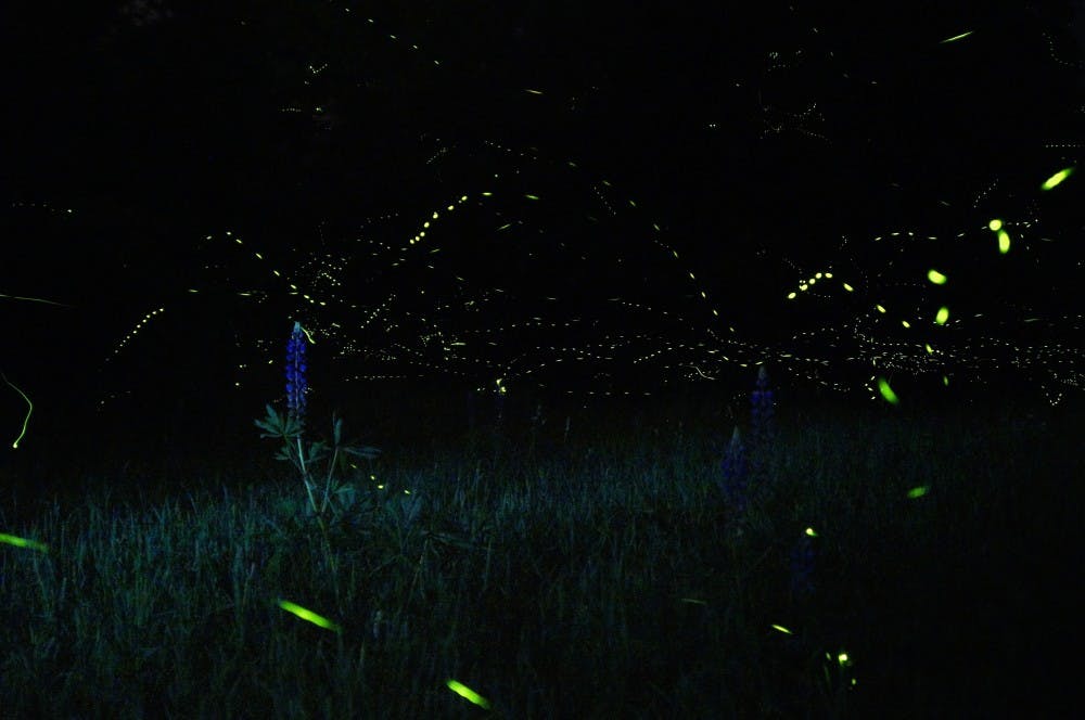 <p>We root our fondest childhood memories in chasing these little orbs of bright light around our backyards in the summer, but as the years go on we see fewer throngs of dancing fireflies.&nbsp;</p>