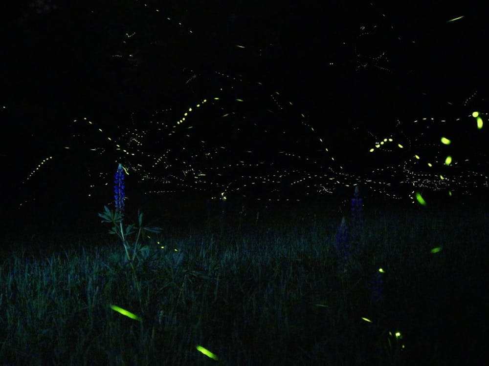 We root our fondest childhood memories in chasing these little orbs of bright light around our backyards in the summer, but as the years go on we see fewer throngs of dancing fireflies.&nbsp;