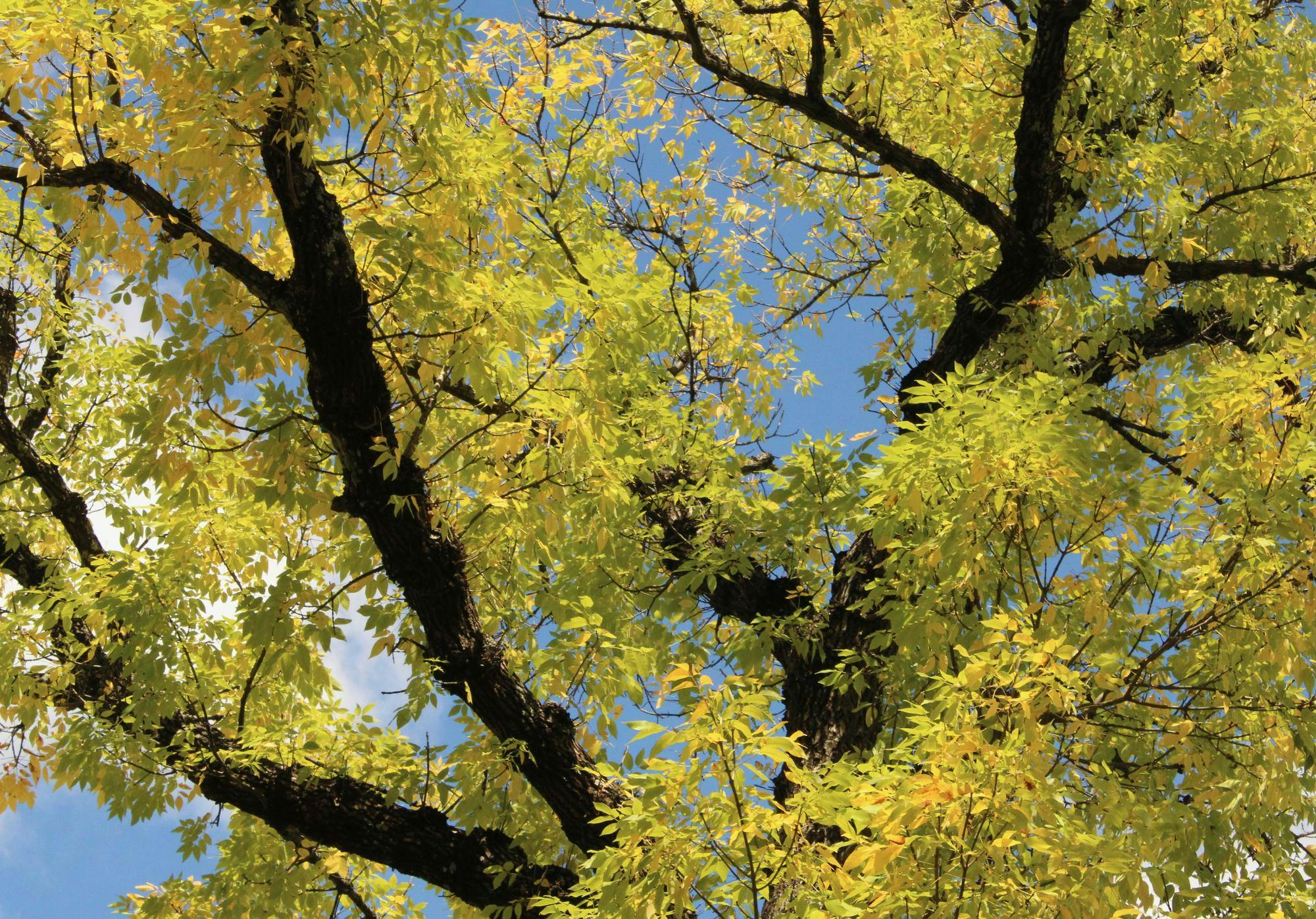 In the same way that the University has demonstrated itself to be a leader of sustainability in the past, the University can continue to highlight sustainability efforts as a key tenet of a high-ranking university by pursuing organizations on Grounds to further their causes and providing opportunities for collaboration.