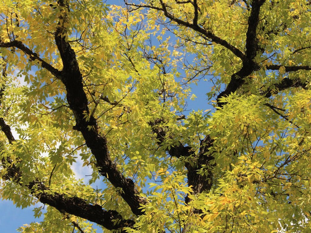 In the same way that the University has demonstrated itself to be a leader of sustainability in the past, the University can continue to highlight sustainability efforts as a key tenet of a high-ranking university by pursuing organizations on Grounds to further their causes and providing opportunities for collaboration.