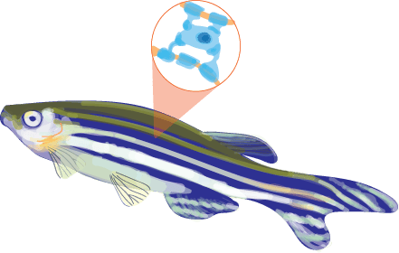 A specific advantage in research also stemmed from the transparency of the fish, which allows researchers to see the movement of cells around the area of interest.
