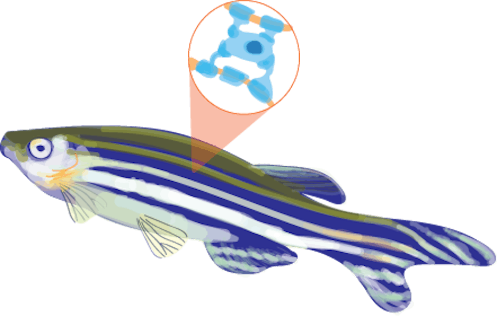 <p>A specific advantage in research also stemmed from the transparency of the fish, which allows researchers to see the movement of cells around the area of interest.</p>