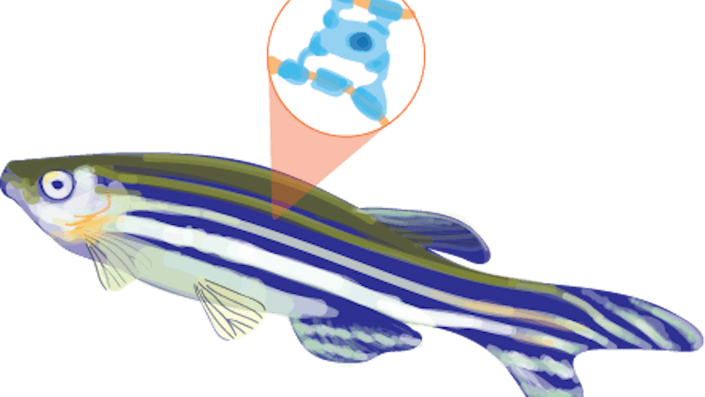 A specific advantage in research also stemmed from the transparency of the fish, which allows researchers to see the movement of cells around the area of interest.