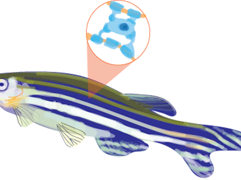 A specific advantage in research also stemmed from the transparency of the fish, which allows researchers to see the movement of cells around the area of interest.