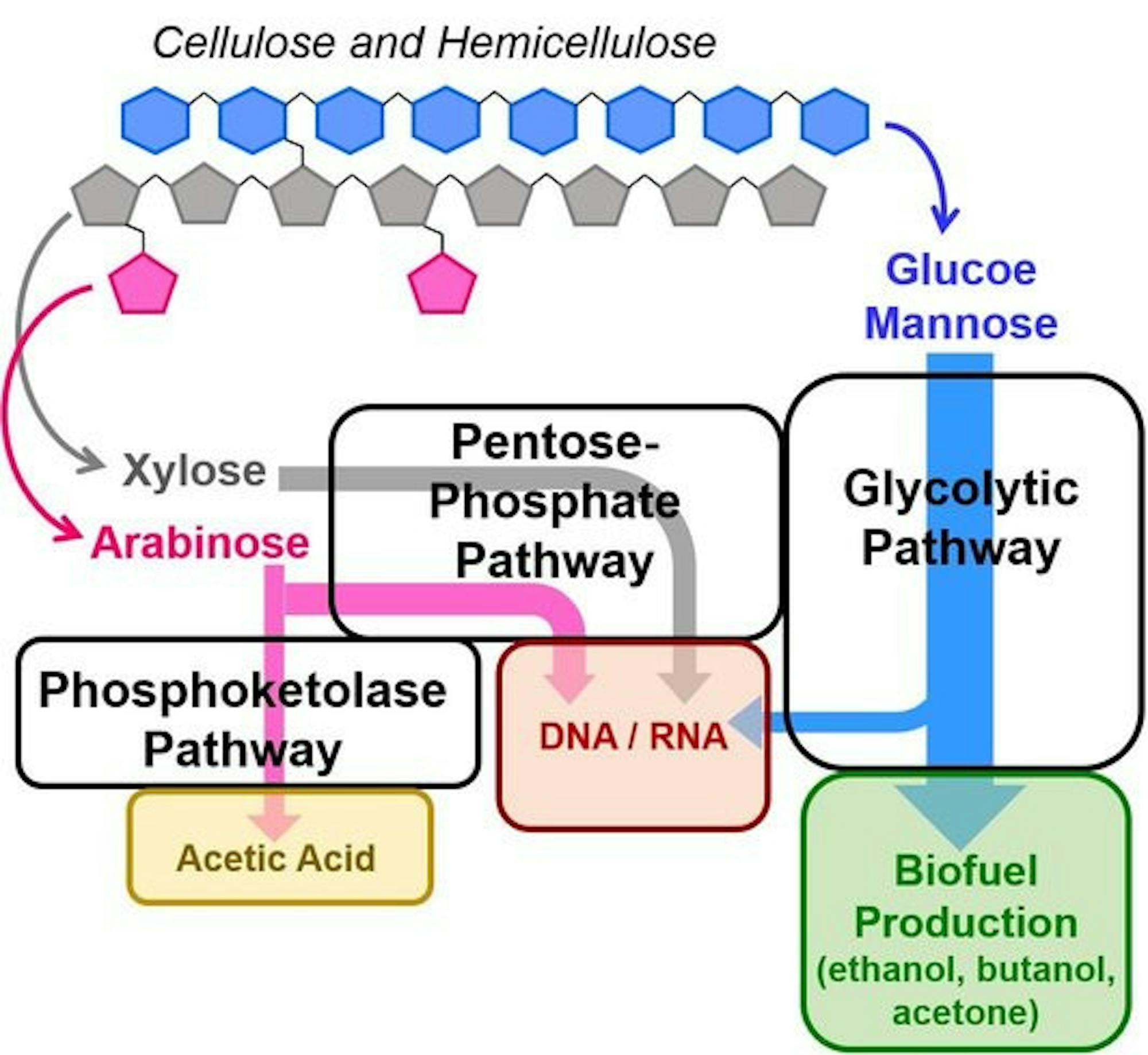 rsz_cornelldailysun_pic_updated