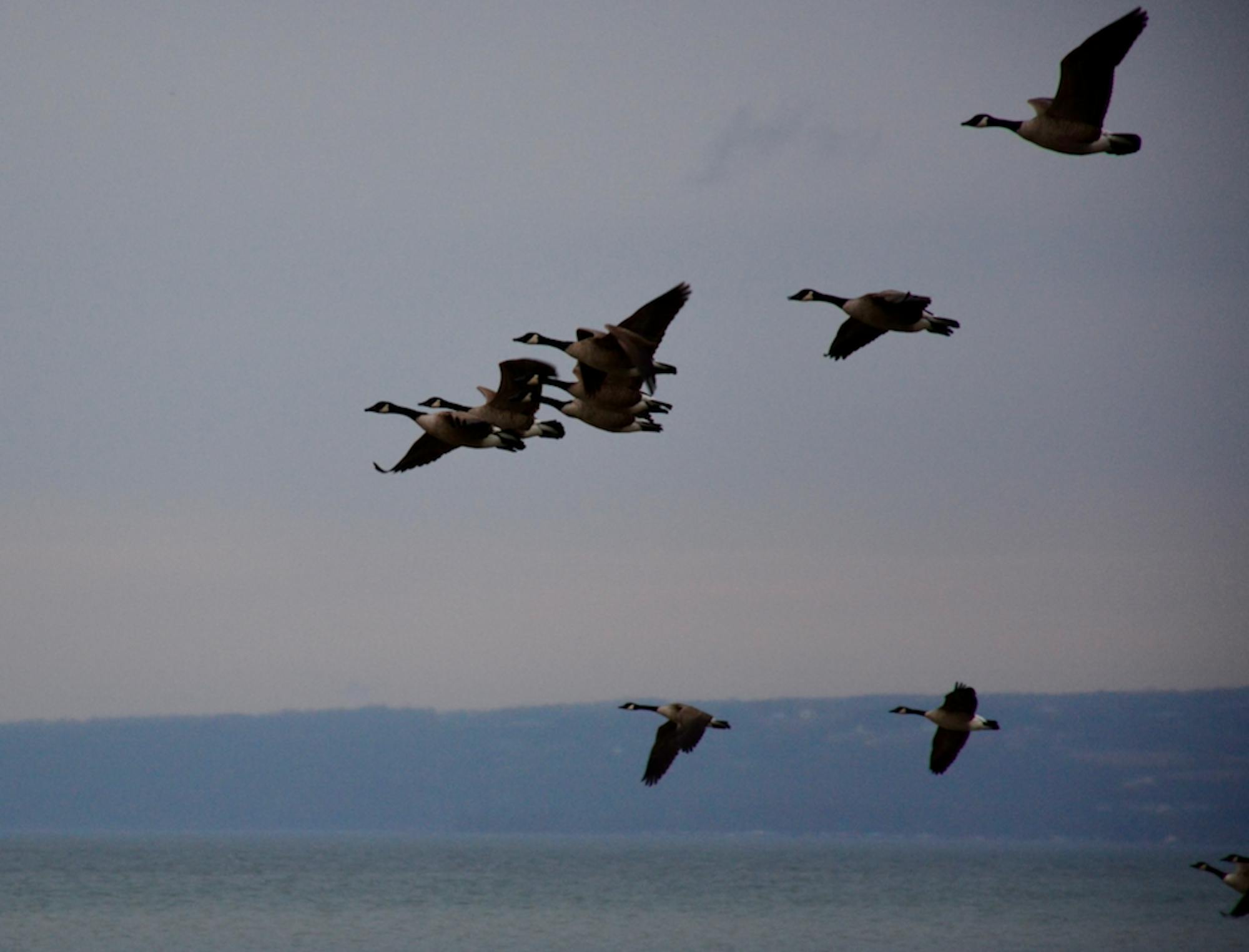 Rename-Goose