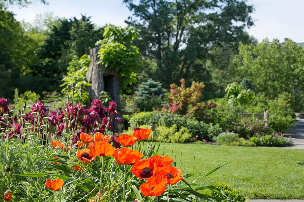 Pg-3-Buzzline-courtesy-of-Cornell