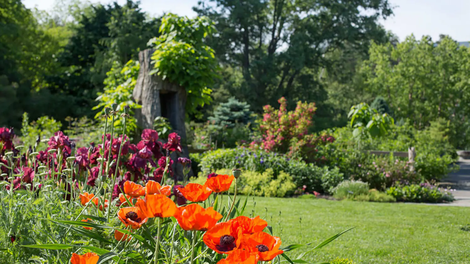 Pg-3-Buzzline-courtesy-of-Cornell