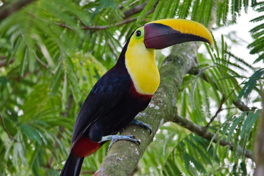 Pg-8-Science-Tropical-Birds-Toucan-Courtesy-of-Wikimedia-Commons-scaled