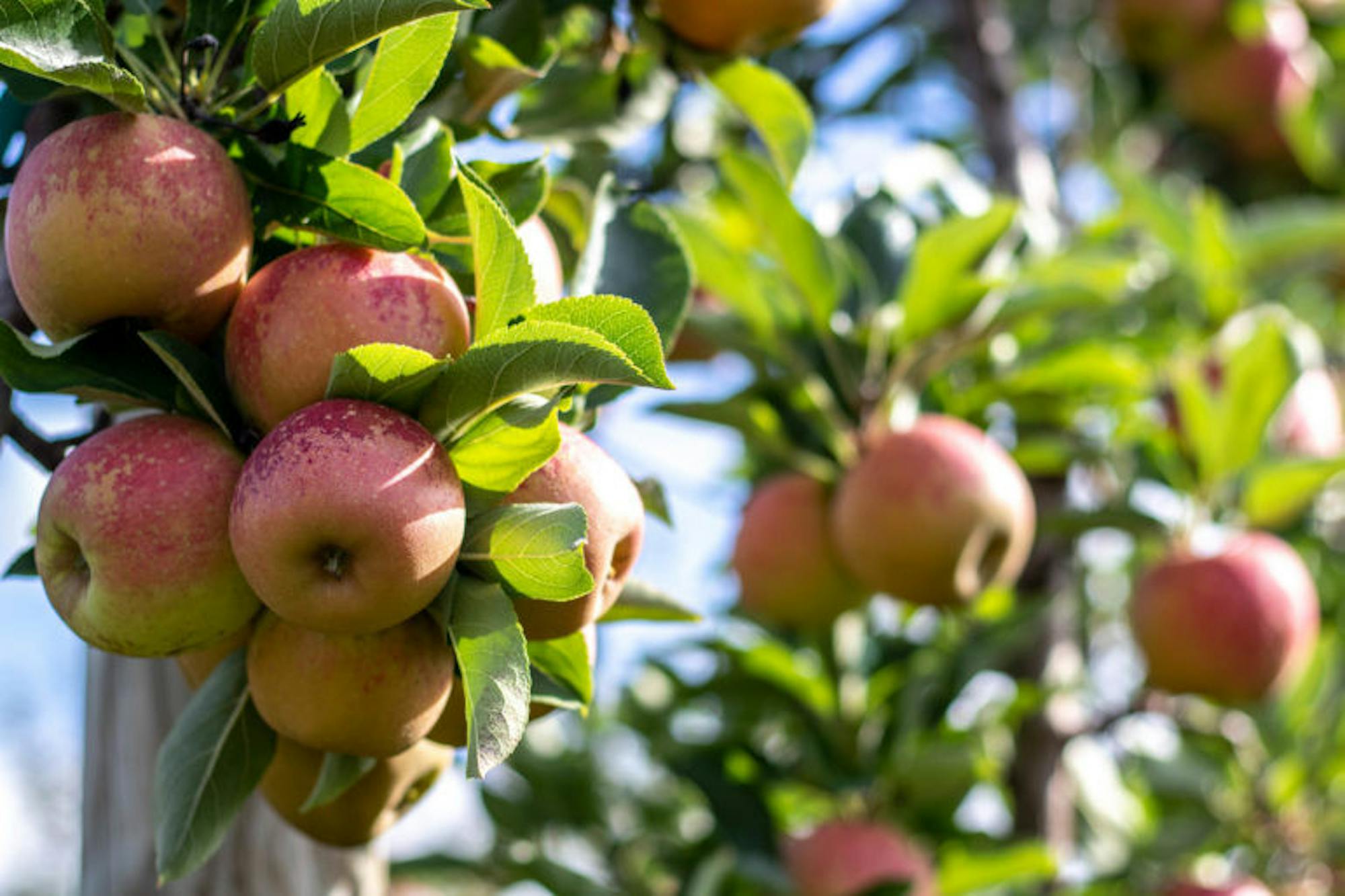 Apples at the Cornell Orchards soak in the warm sunlight on Friday. (Michael Wenye Li / Sun Photography Editor)